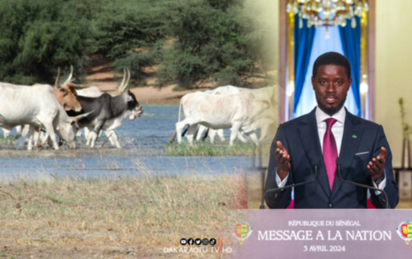 Mort de la vallée du Ferlo: les populations interpellent le PR Bassirou Diomaye Faye Mort de la vallée du Ferlo: les populations interpellent le PR Bassirou Diomaye Faye