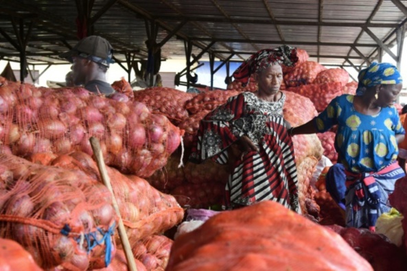 Les producteurs d'Oignons de Thiès face à la pression de l'Offre et la baisse des prix Les producteurs d'Oignons de Thiès face à la pression de l'Offre et la baisse des prix