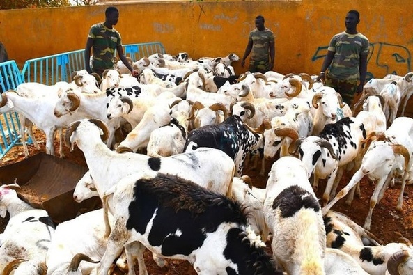Tabaski 2025 : L’Armée sénégalaise solidaire des militaires invalides, des veuves et des familles de soldats disparus Tabaski 2025 : L’Armée sénégalaise solidaire des militaires invalides, des veuves et des familles de soldats disparus