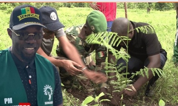 Journée de l’arbre 2025 : Ousmane Sonko attendu à Rao ce dimanche