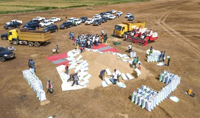 Campagne saison chaude 2025: Production record de riz dans la vallée du fleuve Campagne saison chaude 2025: Production record de riz dans la vallée du fleuve