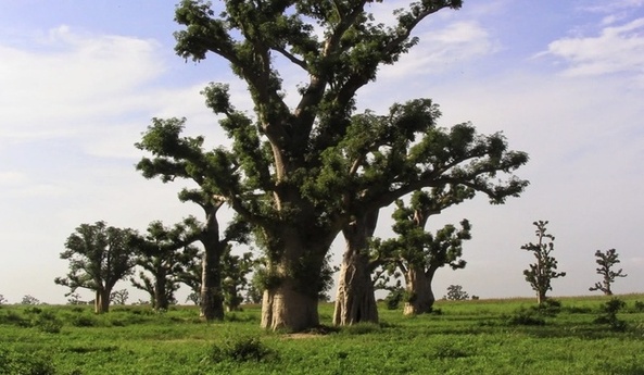 Forêt de Sébikotane : les populations s’opposent à un projet agricole sur 115 hectares Forêt de Sébikotane : les populations s’opposent à un projet agricole sur 115 hectares