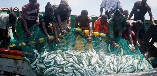 Journée mondiale de la pêche : Le Collectif national des mareyeurs pour le développement du Sénégal liste leurs doléances Journée mondiale de la pêche : Le Collectif national des mareyeurs pour le développement du Sénégal liste leurs doléances