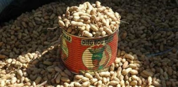 Campagne arachidière : les paysans gagnent 280 F CFA et perdent 300 milliards Campagne arachidière : les paysans gagnent 280 F CFA et perdent 300 milliards