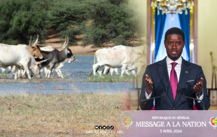 Mort de la vallée du Ferlo: les populations interpellent le PR Bassirou Diomaye Faye Mort de la vallée du Ferlo: les populations interpellent le PR Bassirou Diomaye Faye