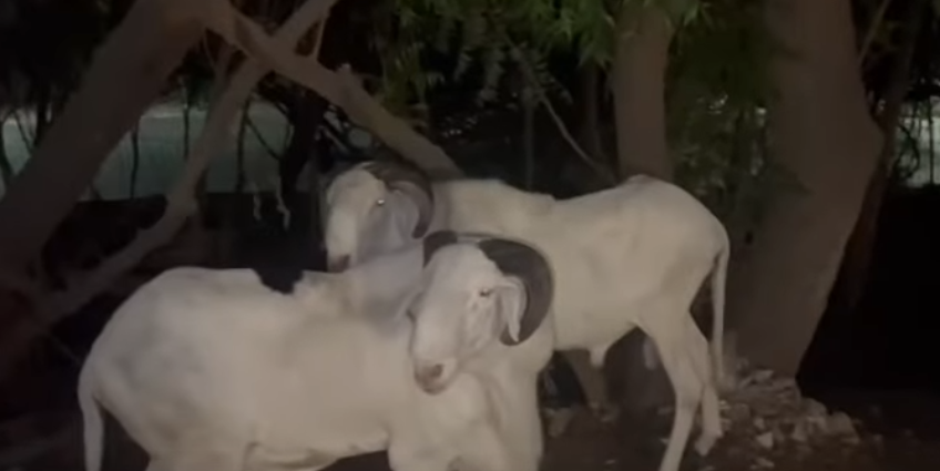 Tabaski : Serigne Mountakha offre 4 béliers au tandem Sonko- Diomaye Tabaski : Serigne Mountakha offre 4 béliers au tandem Sonko- Diomaye