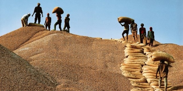 Hivernage lancé, semences absentes : inquiétude dans les zones agricoles