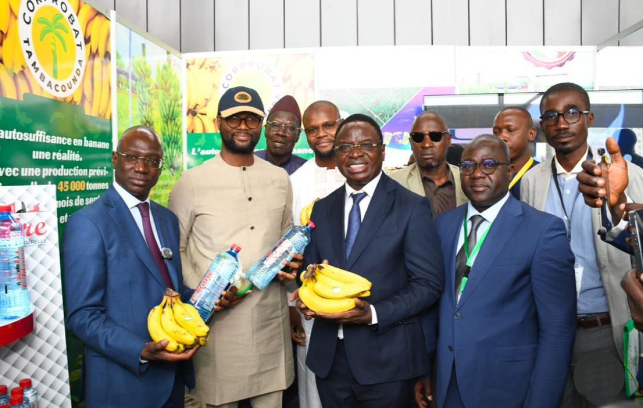 Bilan positif du gel des importations de bananes et perspectives pour la filière nationale
