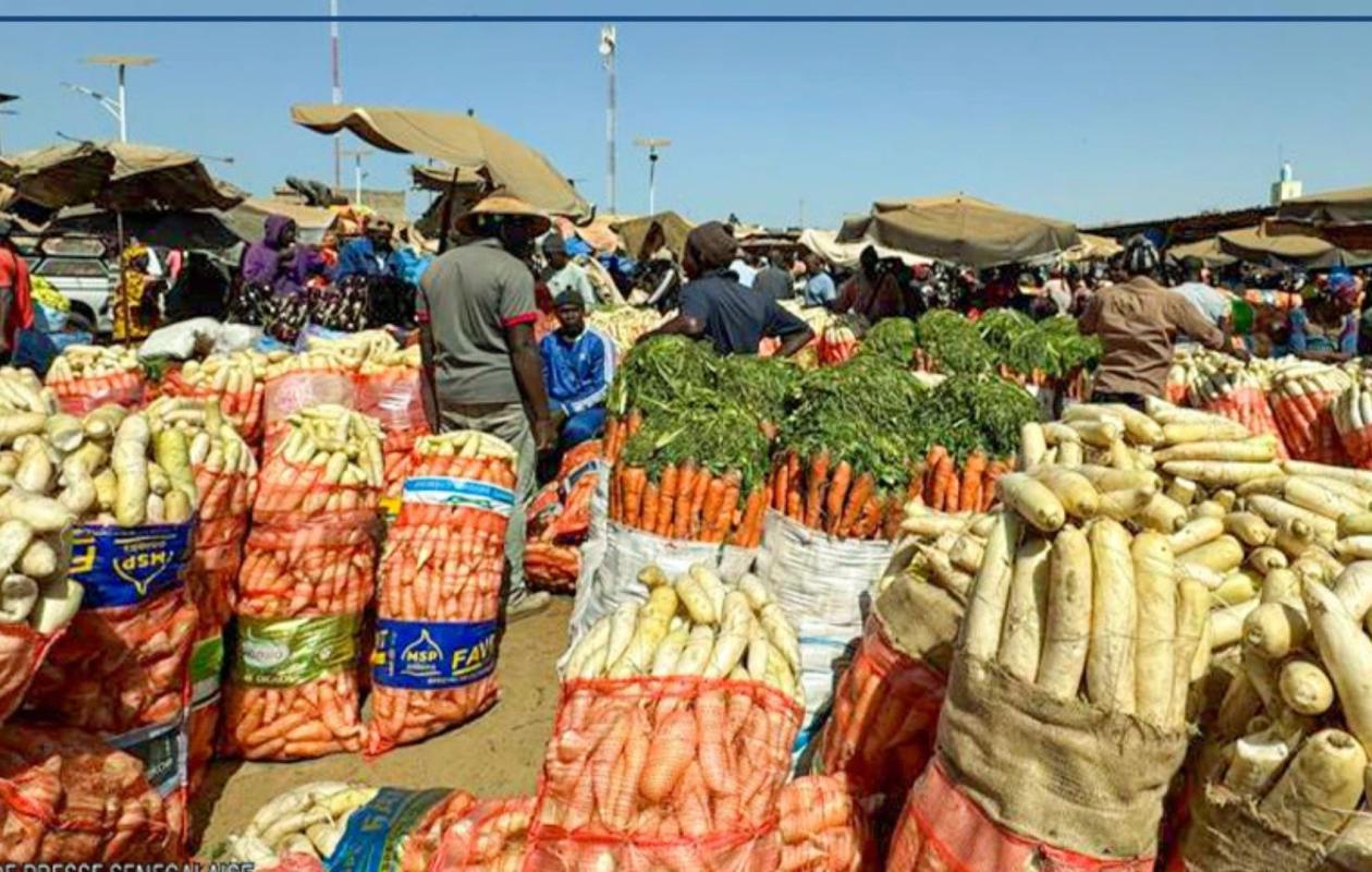 Cayar, Notto-Gouye-Diama, Keur Mbir Ndao : Une bactérie dévastatrice attaque le chou et les sols