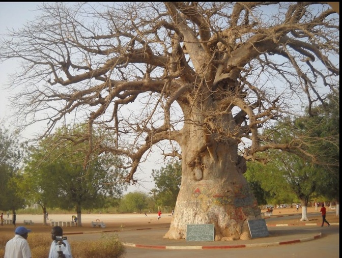 L’appel du Baobab : 60 ans de mémoire, un seul souffle