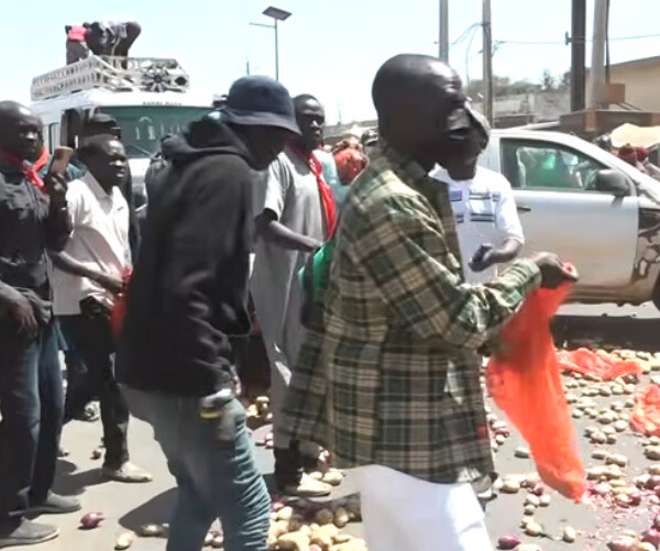 Colère dans les Niayes : des producteurs jettent des tonnes de pommes de terre et de légumes