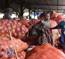 Les producteurs d'Oignons de Thiès face à la pression de l'Offre et la baisse des prix
