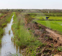 Révélations de la Saed : Près de 90% des périmètres irrigués emportés par les eaux à Bakel