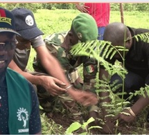 Journée de l’arbre 2025 : Ousmane Sonko attendu à Rao ce dimanche