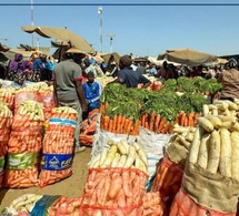 Cayar, Notto-Gouye-Diama, Keur Mbir Ndao : Une bactérie dévastatrice attaque le chou et les sols