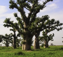 Forêt de Sébikotane : les populations s’opposent à un projet agricole sur 115 hectares
