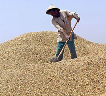 Campagne arachidière : Les producteurs réclament entre 350 et 500 FCfa/kg, avant l’ouverture de la commercialisation