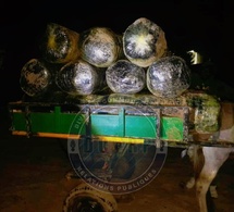 Mbour : importante saisie de chanvre indien sur la plage de Warang