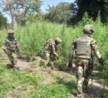 Casamance : un militaire tué lors d’une opération contre des champs de chanvre indien (DIRPA)