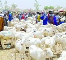  Thiès : 230 000 moutons attendus pour la Tabaski 2026 
